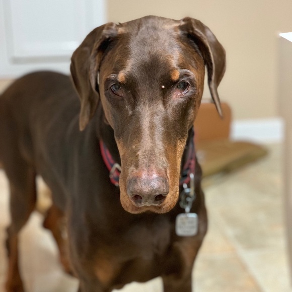 Meet your Posher, Tricia - Picture 3 of 4